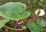 Calla palustris. Плодоносящее растение. Тверская обл., Кимрский р-н, окр. дер. Ларцево, кустарничково-сфагновый сосняк. 11.07.2014.