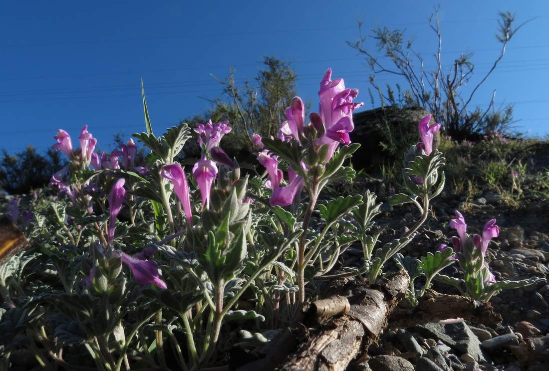 Image of Scutellaria grandiflora specimen.