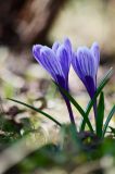 Crocus vernus