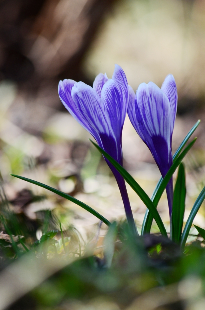 Image of Crocus vernus specimen.
