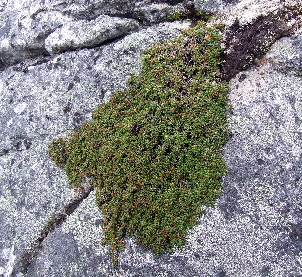Image of Loiseleuria procumbens specimen.
