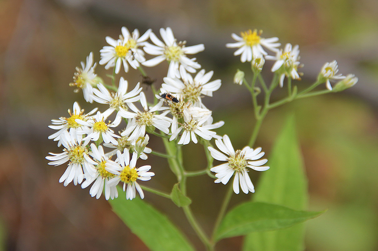 Изображение особи Aster glehnii.