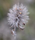 Trifolium arvense. Сухое соплодие. Украина, Кировоградская обл., Устиновский р-н, ландшафтный заказник \"Урочище Монастырище\", влажная низина в пойме р. Ингул. 05.10.2013.