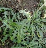 Sonchus arvensis подвид uliginosus. Нижняя часть растения с нераспустившимся пазушным соцветием. Московская обл., Железнодорожный, дер. Чёрное, обочина шоссе. 17.09.2014.