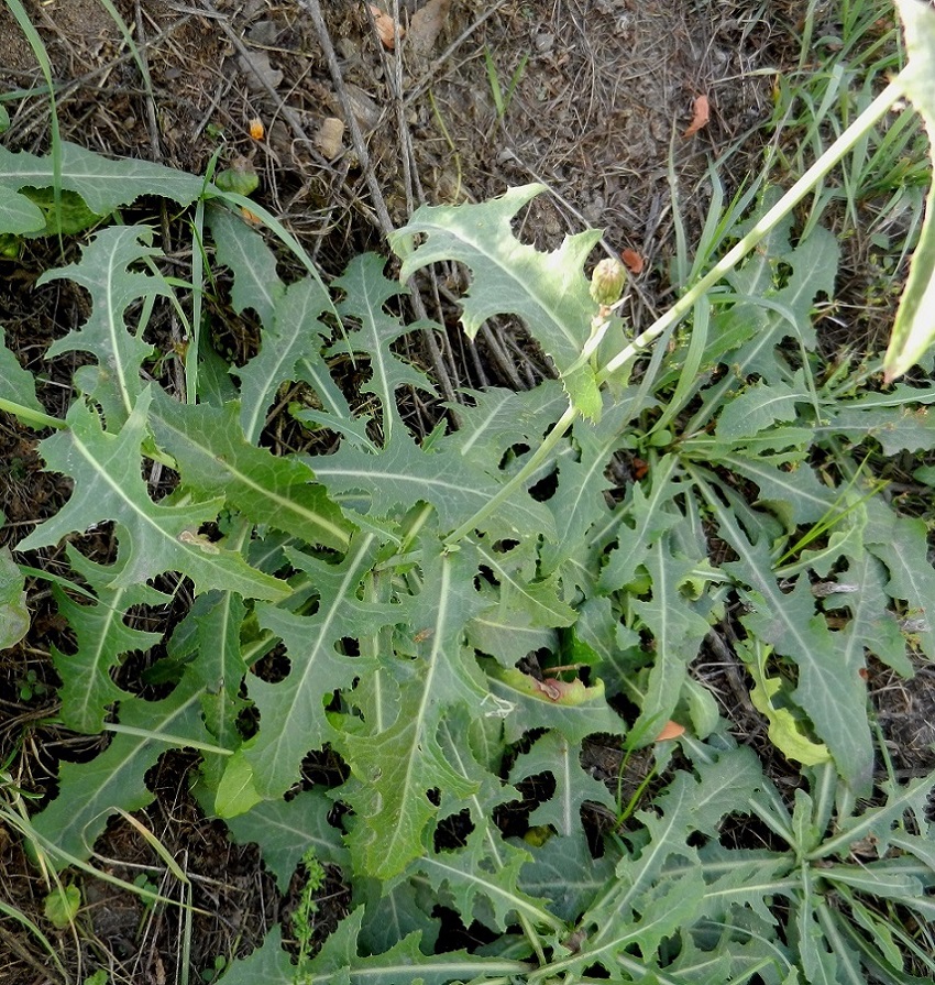 Image of Sonchus arvensis ssp. uliginosus specimen.