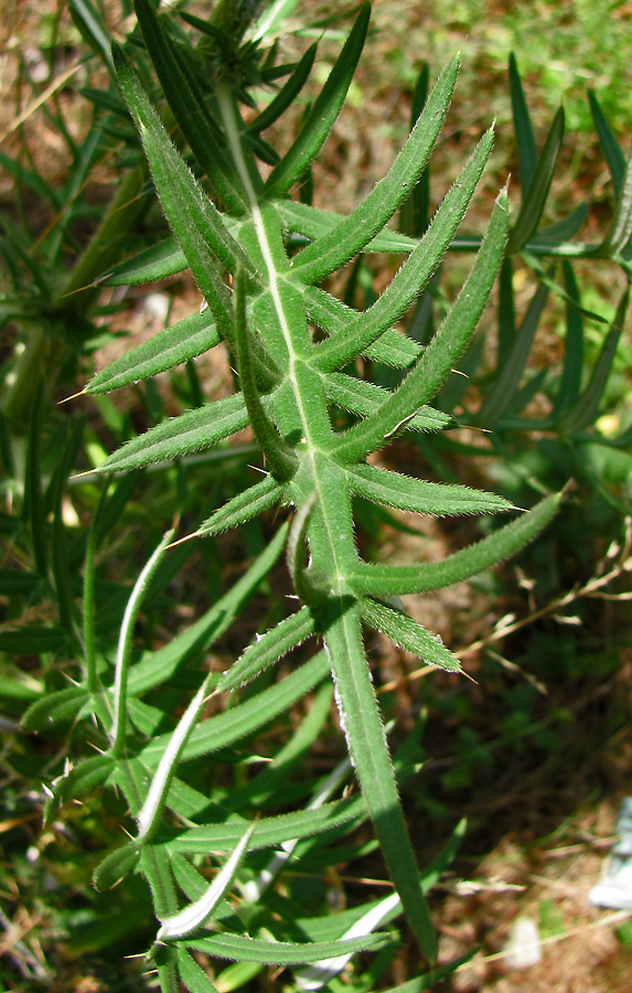 Image of Cirsium serrulatum specimen.