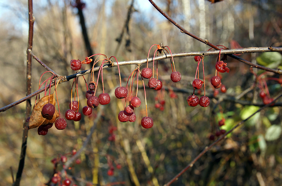 Изображение особи Malus toringoides.