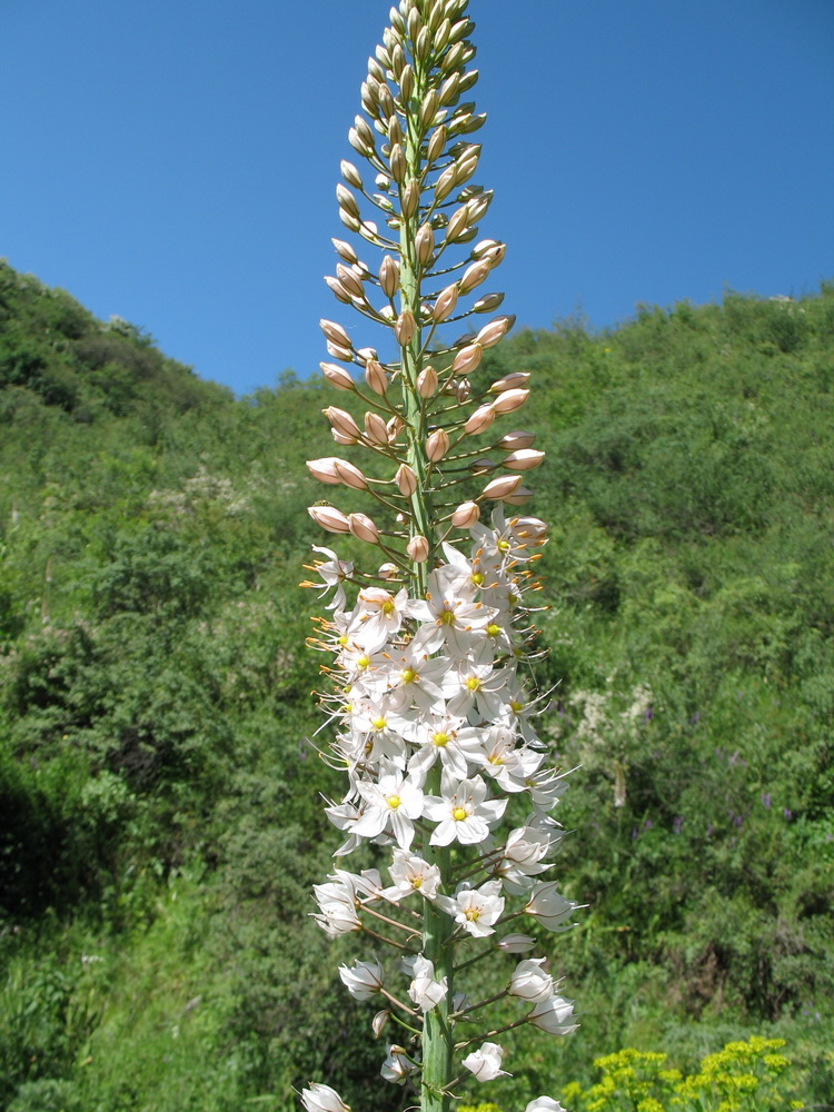 Изображение особи Eremurus robustus.