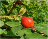 Rosa glabrifolia. Созревающий плод. Чувашия, окр. г. Шумерля, обочина дороги к хлебозаводу. 30 июля 2009 г.