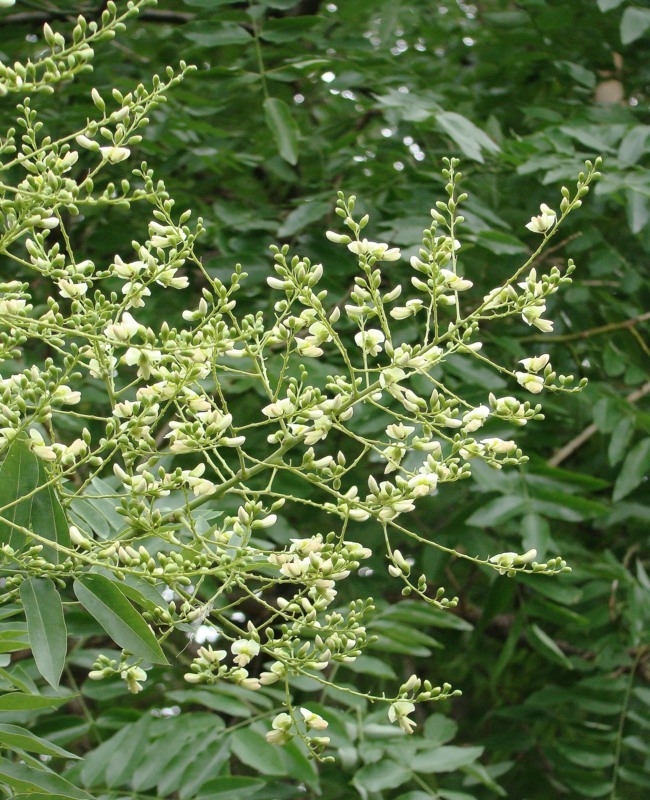 Изображение особи Styphnolobium japonicum.