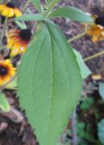 Rudbeckia hirta