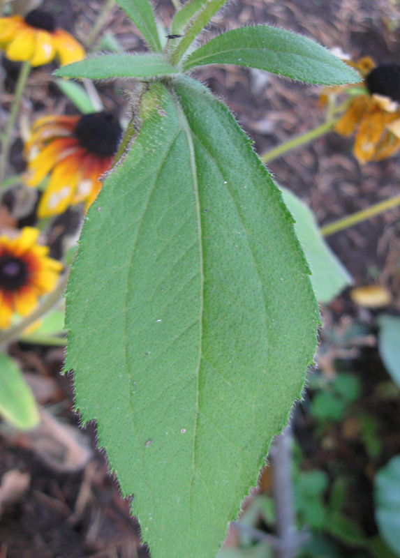 Image of Rudbeckia hirta specimen.