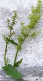 Rumex aquaticus. Верхушки растений с соцветиями (слева - в стадии бутонизации, справа - с распустившимися цветками). Кольский п-ов, Восточный Мурман, пос. Дальние Зеленцы. 01.09.2009.