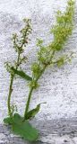 Rumex aquaticus