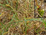 Carex pumila