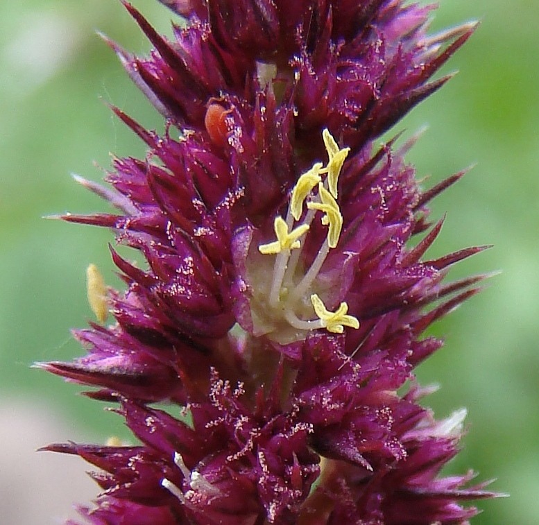Image of Amaranthus hypochondriacus specimen.