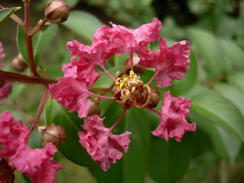 Изображение особи Lagerstroemia indica.