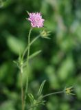 Lomelosia micrantha