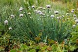 Allium ledebourianum