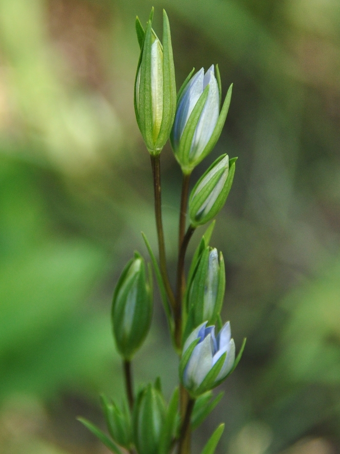 Изображение особи Lomatogonium rotatum.