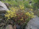 Alchemilla dura