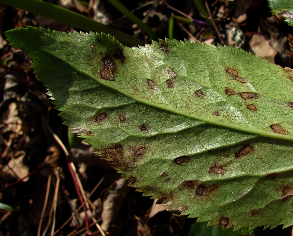 Image of Helleborus caucasicus specimen.