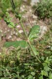 Salvia verbenaca. Средняя часть побега. Черногория, г. Старый Бар, развалины старого города. 12.10.2014.