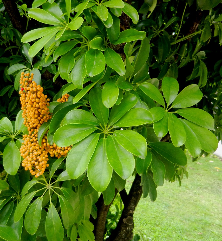 Image of Heptapleurum arboricola specimen.