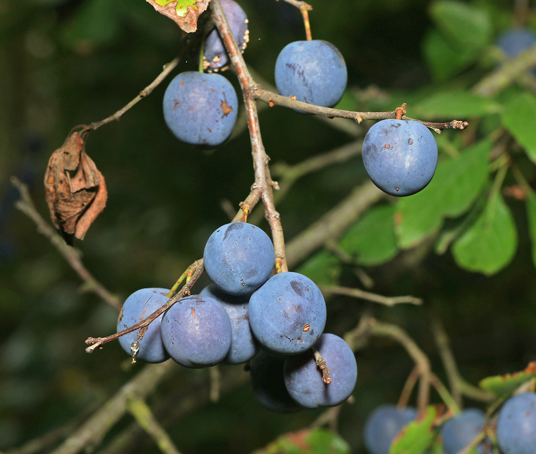 Изображение особи Prunus spinosa.