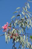 Eucalyptus sideroxylon