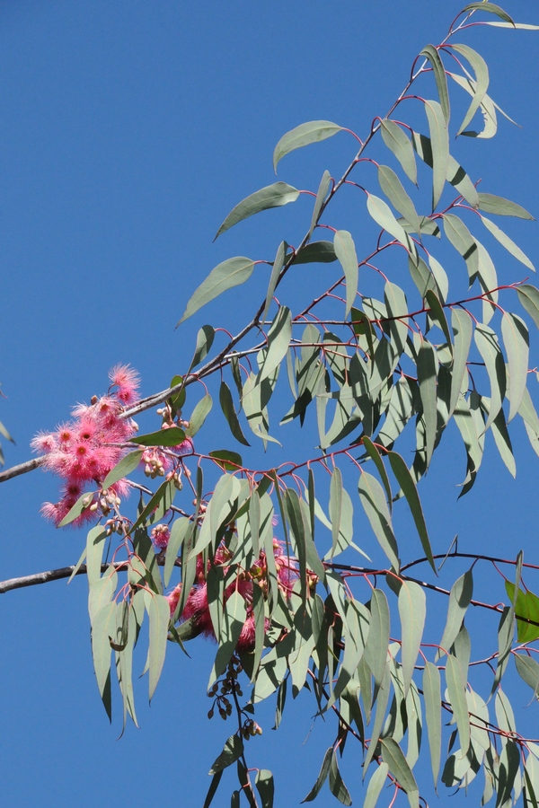 Изображение особи Eucalyptus sideroxylon.