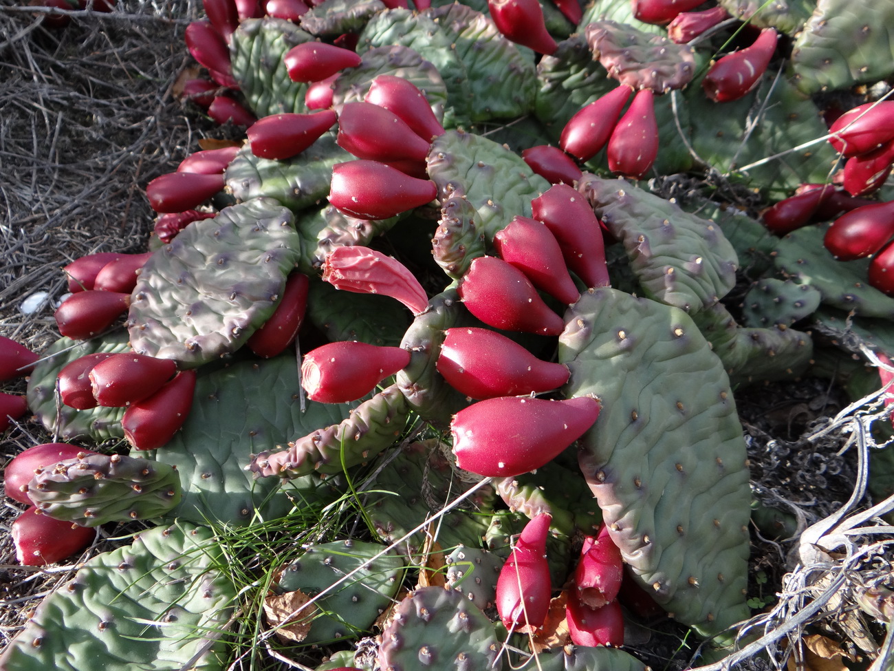 Image of Opuntia humifusa specimen.