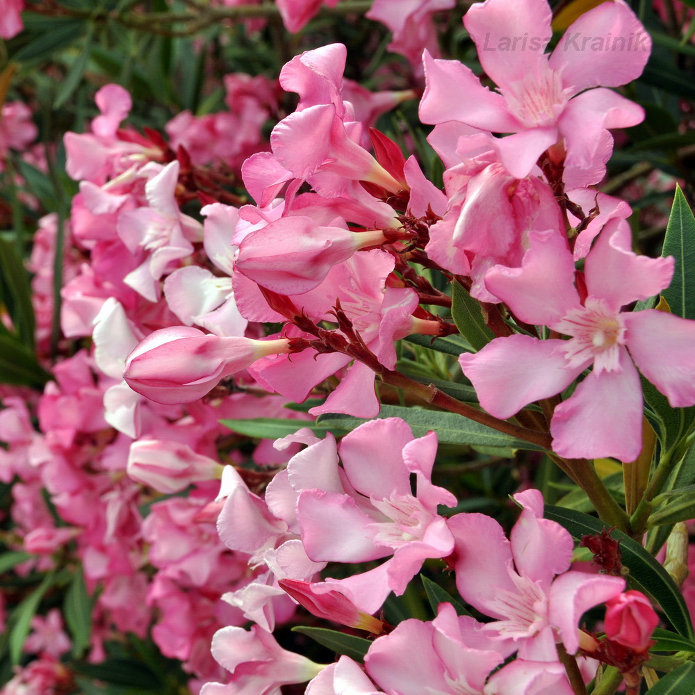 Изображение особи Nerium oleander.