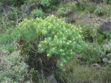 Euphorbia regis-jubae. Цветущее растение. Испания, Канарские о-ва, Гран Канария, муниципалитет Agüimes, ущелье Barranco de Guayadeque. 26 февраля 2010 г.