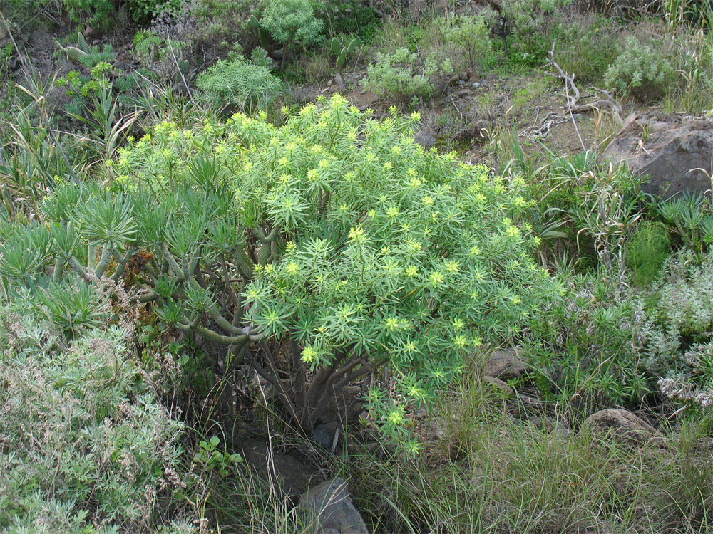 Изображение особи Euphorbia regis-jubae.