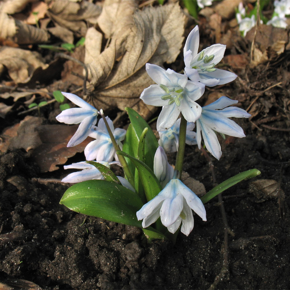 Изображение особи Scilla mischtschenkoana.