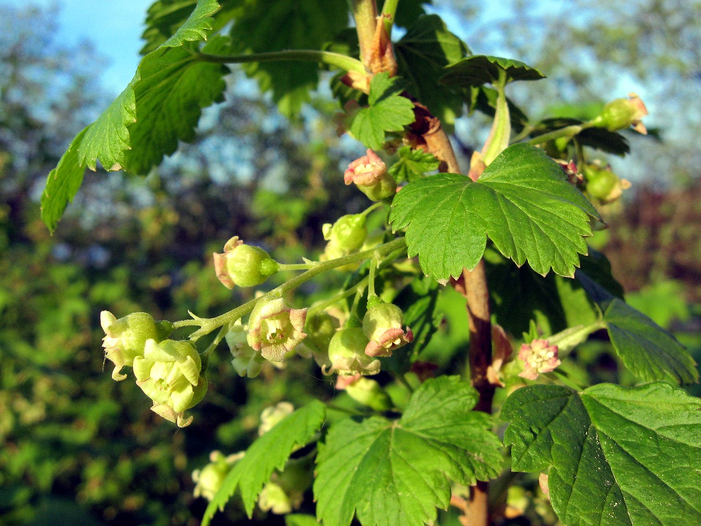 Image of Ribes nigrum specimen.
