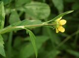 Geum aleppicum