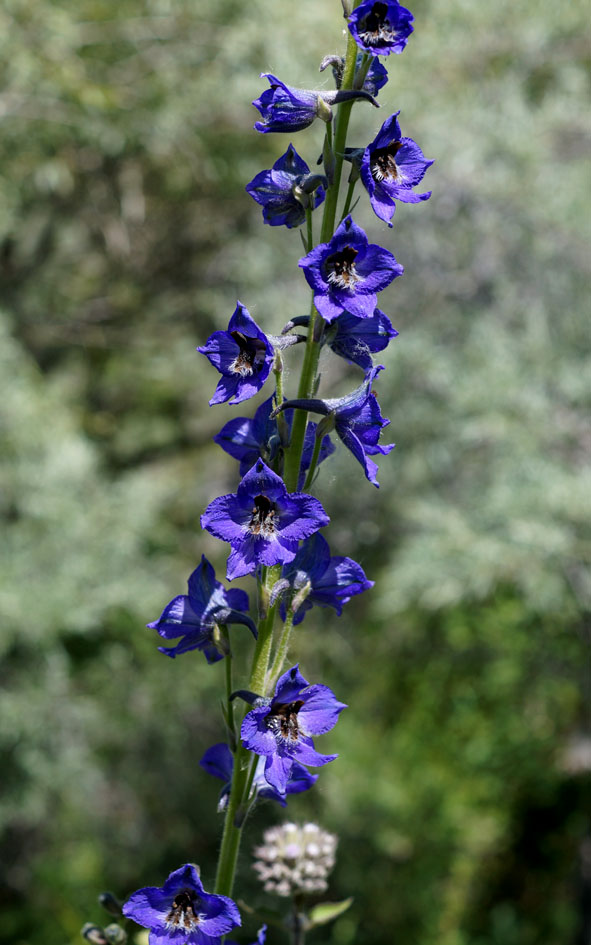 Изображение особи род Delphinium.