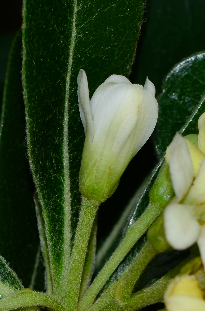 Image of Pittosporum tobira specimen.