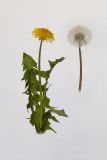 род Taraxacum