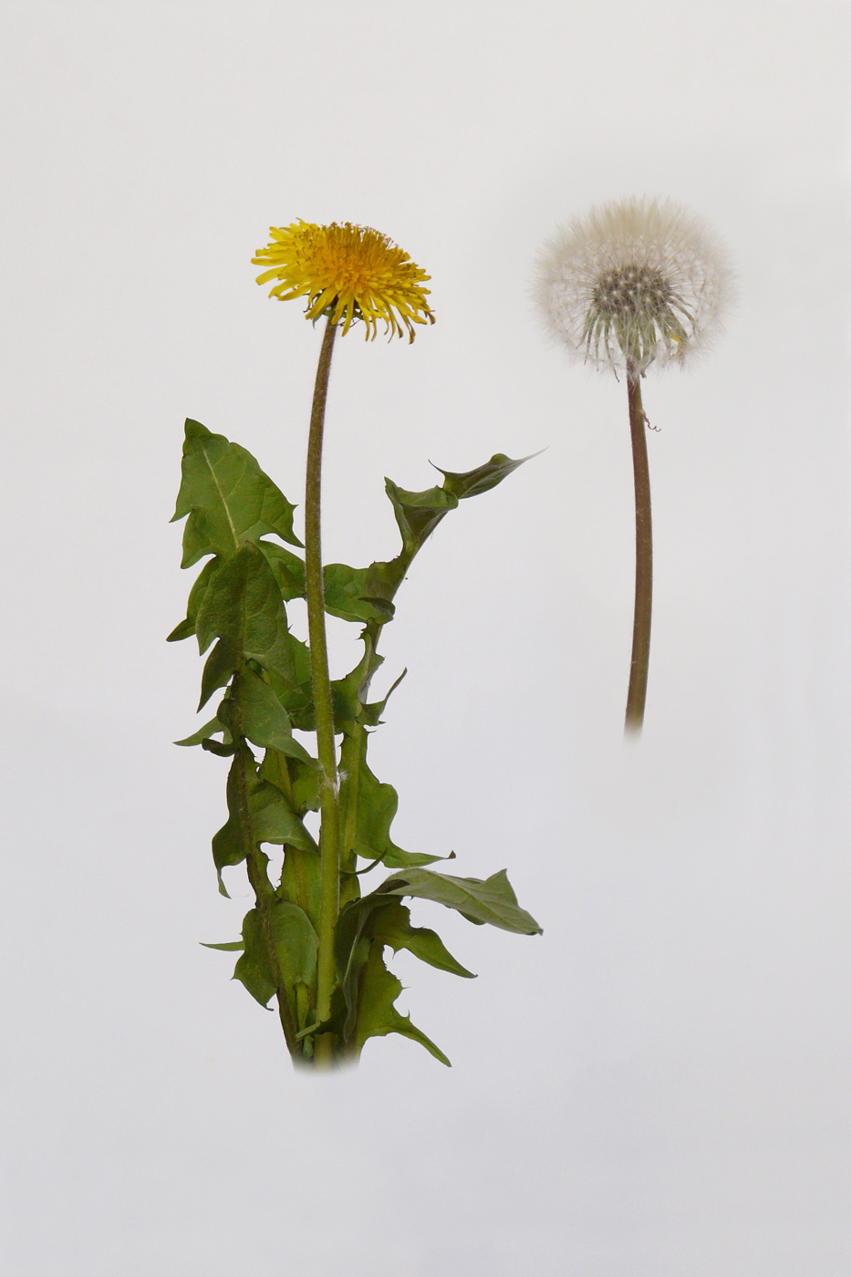 Изображение особи род Taraxacum.