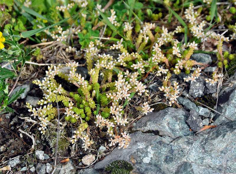Image of Sedum gracile specimen.