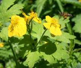 Chelidonium majus