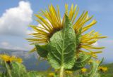 Inula grandiflora. Верхушка побега с соцветием. Адыгея, Кавказский биосферный заповедник, гора Гузерипль, ≈ 1900 м н.у.м., субальпийский луг на склоне горы. 26.07.2015.