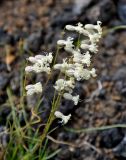 Silene chamarensis