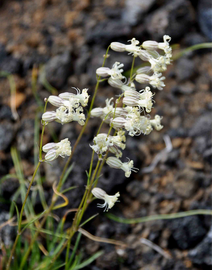 Image of Silene chamarensis specimen.