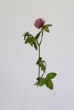 Trifolium pratense. Верхушка цветущего растения. Республика Молдова, пригород Кишинёва. 19 мая 2009 г.