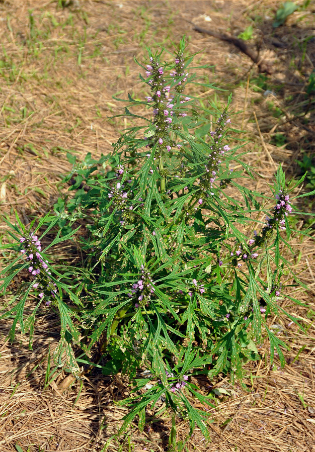 Изображение особи Leonurus japonicus.