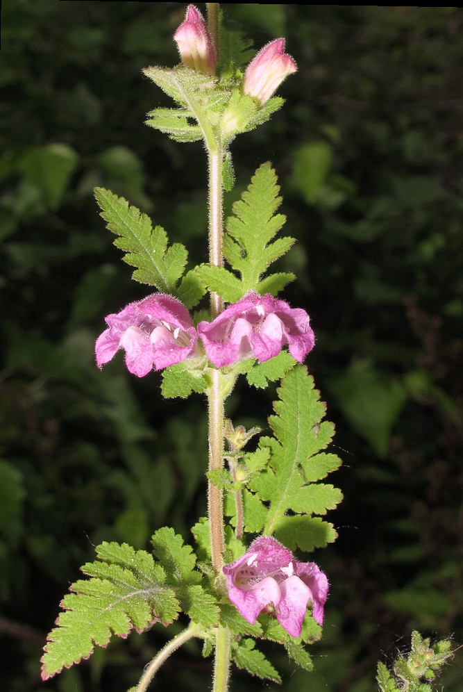 Изображение особи Phtheirospermum chinense.